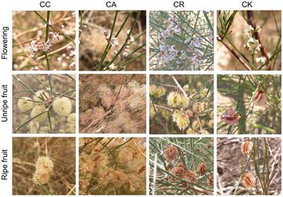 Nutrient allocation patterns in different aboveground organs at different reproductive stages of four introduced Calligonum species in a common garden in northwestern China